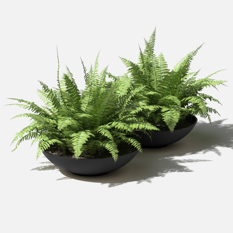 Mercury Row® Pure Series Lane Bowl Planter & Reviews | Wayfair